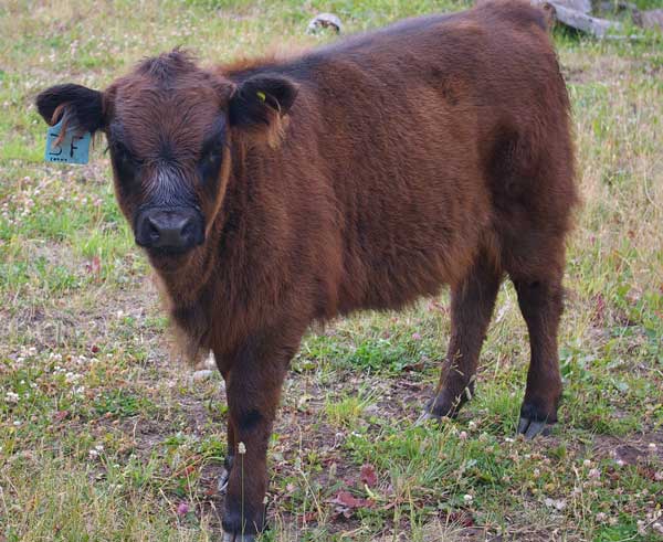 Highland Galloway Cross Heifer