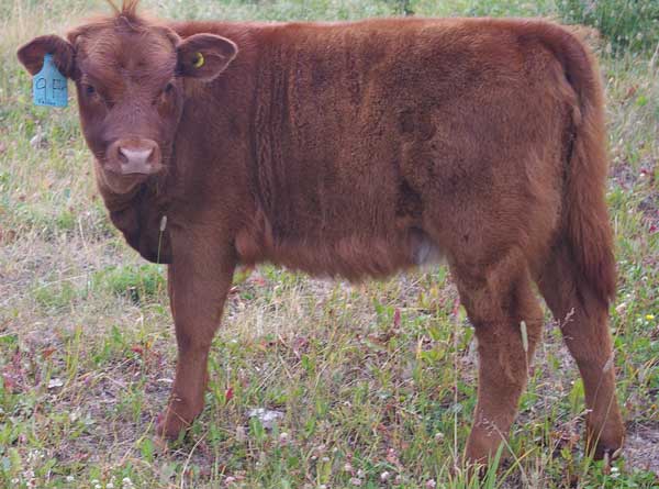Highland Hereford Cross Heifer