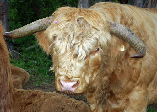 Highland Bull