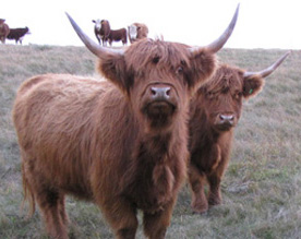 Highland cow