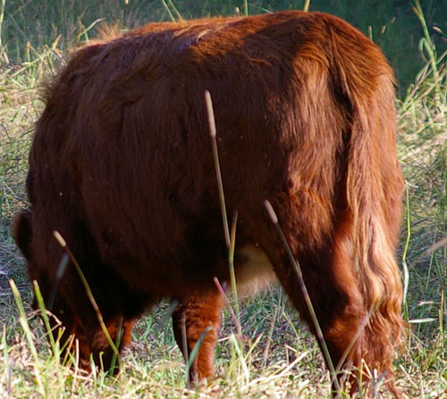 Highland Steer