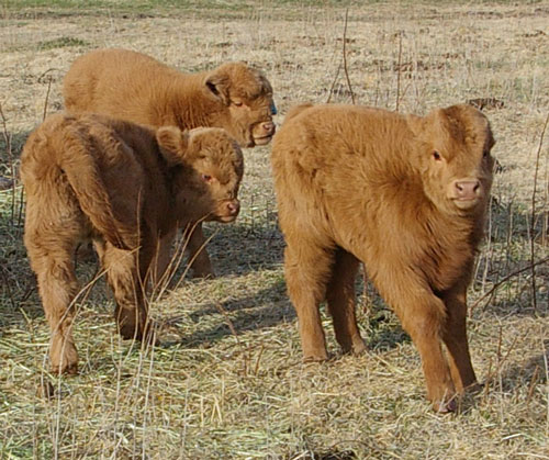 New Born Calves